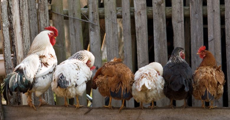 Issue #1062: The chickens are coming home to roost