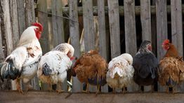 Issue #1062: The chickens are coming home to roost