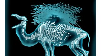 Issue #1267: The camel is at the vet with a broken back